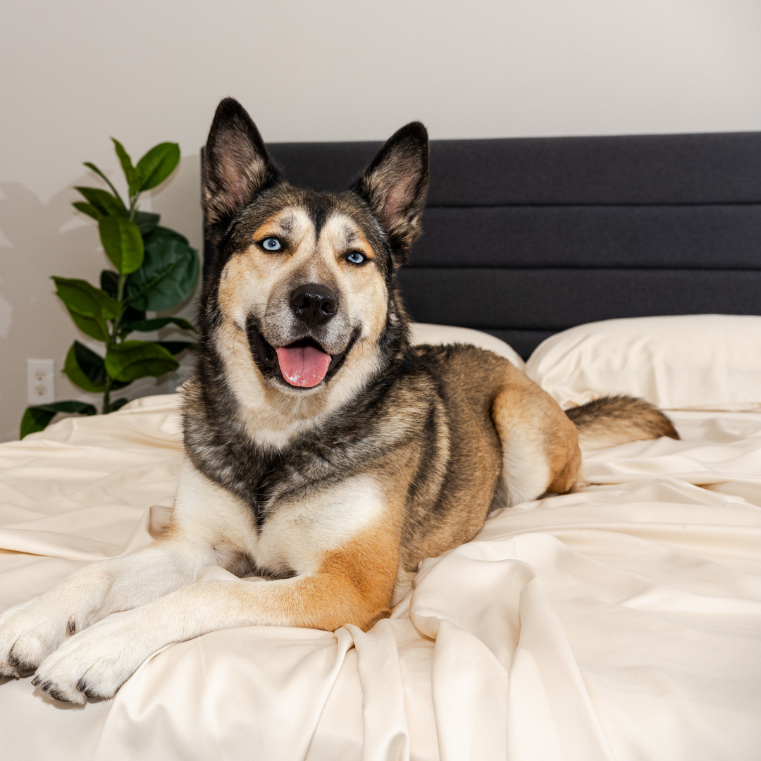 FurFree Sheets™ 2.0 Set